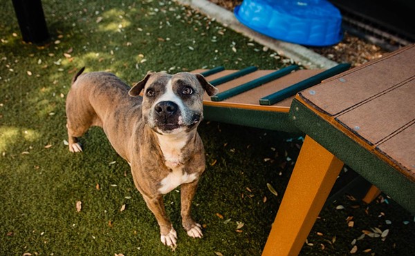 Adoptable dog Siobhan, Orange County Animal Services' longest resident, is looking for a cuddle buddy (3)