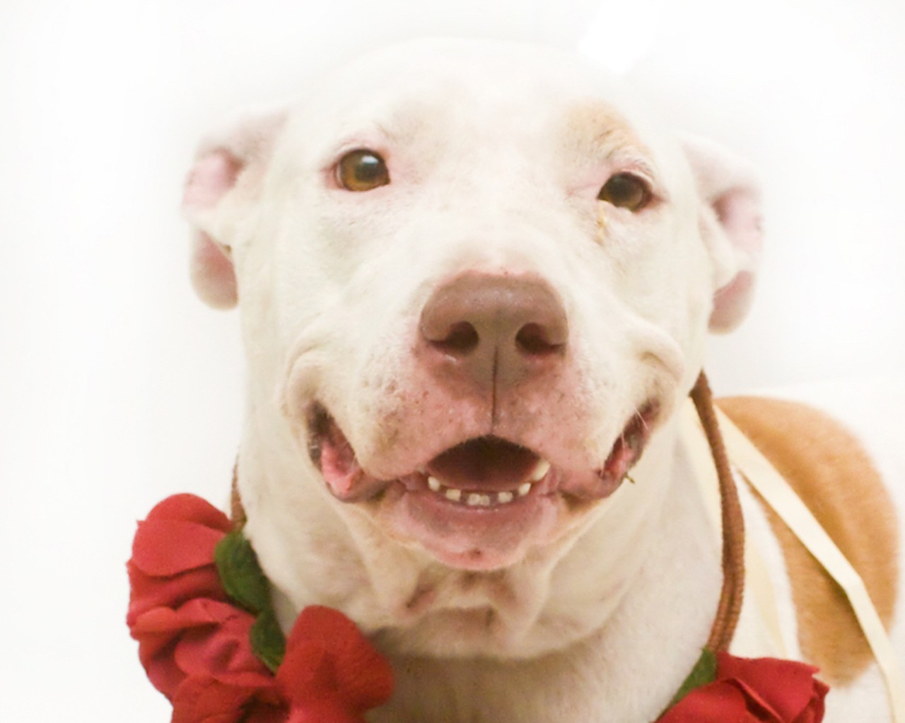 Adoptable dogs: 42 very 'good boys' you could be petting right now