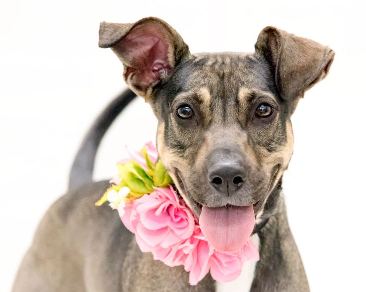 Adoptable dogs: 42 very 'good boys' you could be petting right now