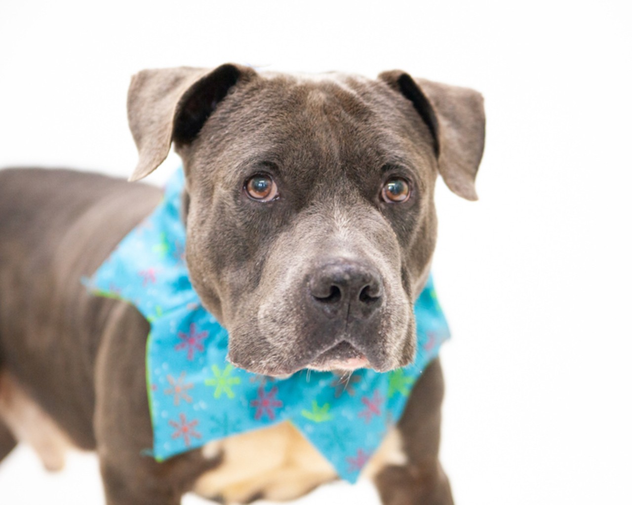 Adoptable dogs in Orange County who need your hugs and a home
