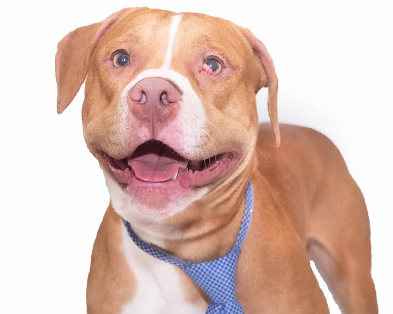 Adorable, adoptable dogs in Orange County, in exact order of cuteness