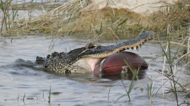 Alligator caught with football in its mouth is South Florida's 'most valuable predator'