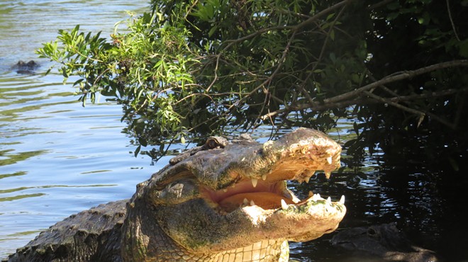 As alligator mating season brings nests across Central Florida, Gatorland reminds you to watch your back