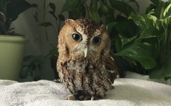 Audubon Center hosts Baby Owl Shower fundraiser this week