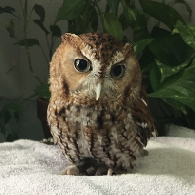 Audubon Center hosts Baby Owl Shower fundraiser this week
