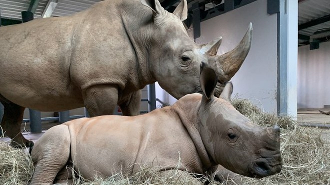 Disney's newest baby white rhino announced his own name in an adorable video