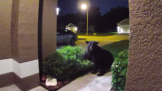 Florida black bear chases Apopka family into their home in viral video