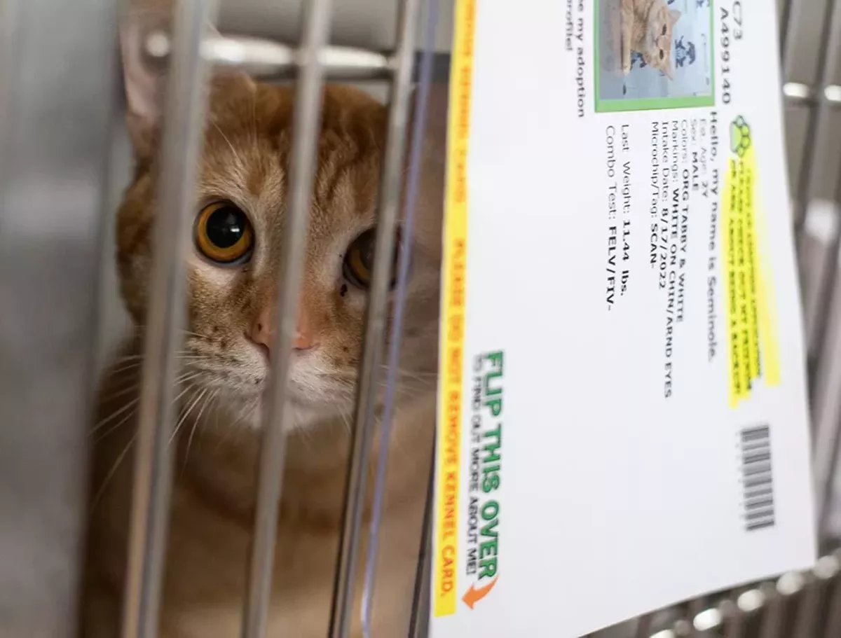 Image: Best Local Animal Rescue