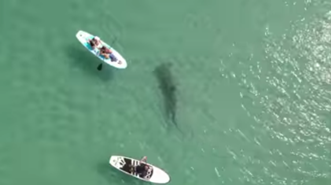 Paddleboarders pass near massive hammerhead shark in drone video off Florida beach
