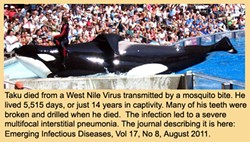 Blackfish tales: Stories of orcas in captivity