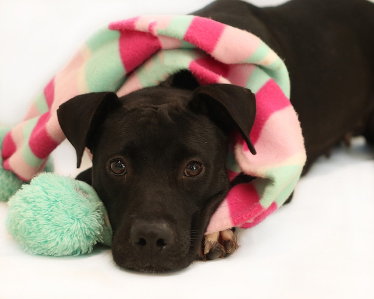 Check out the the pups of winter, the adoptable dogs of Orange County