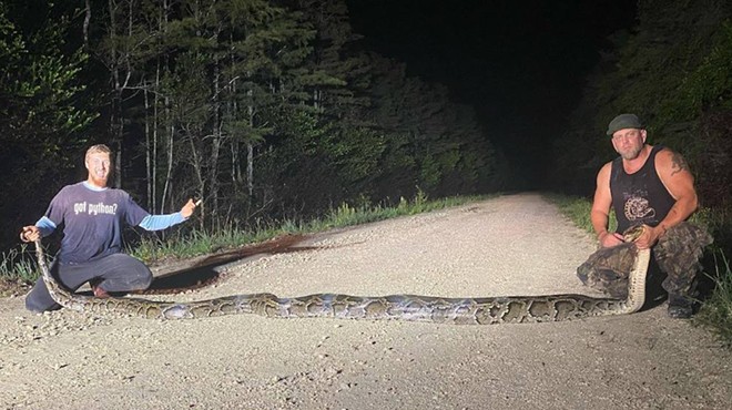 A mind-shatteringly large Burmese python was captured in Florida last week