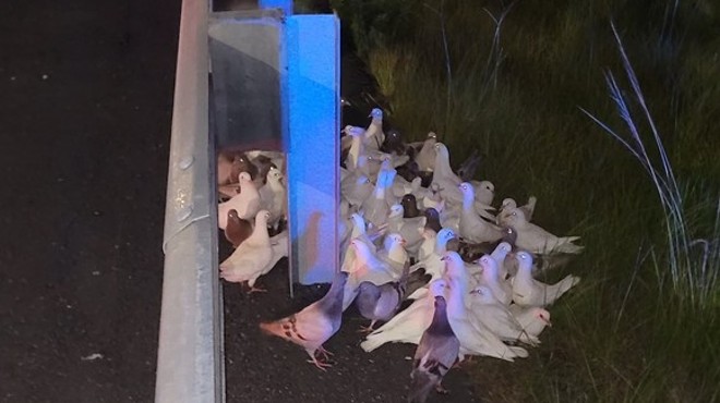 Confused homing pigeons in Florida shut down I-95 exit