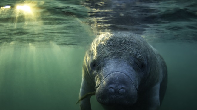 Conservation groups sue EPA over record manatee deaths