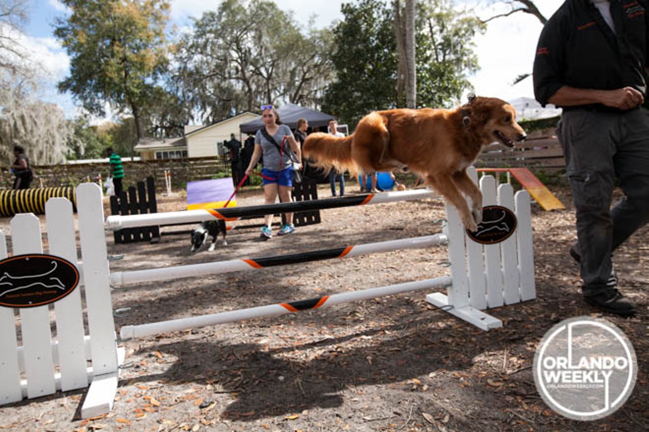 Costume contests, tricks, music and more: 53 fun photos from the Puppy Love Festival