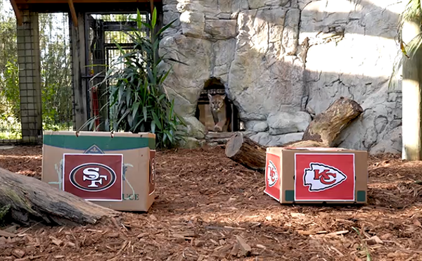 The Central Florida Zoo's resident cougar sniffs out a prediction for the big game.