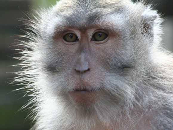 Did you know there's a plan to build a secret monkey-breeding facility in Florida?