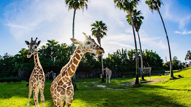 Busch Gardens Tampa Bay opens socially distanced version of their Serengeti Safari tour
