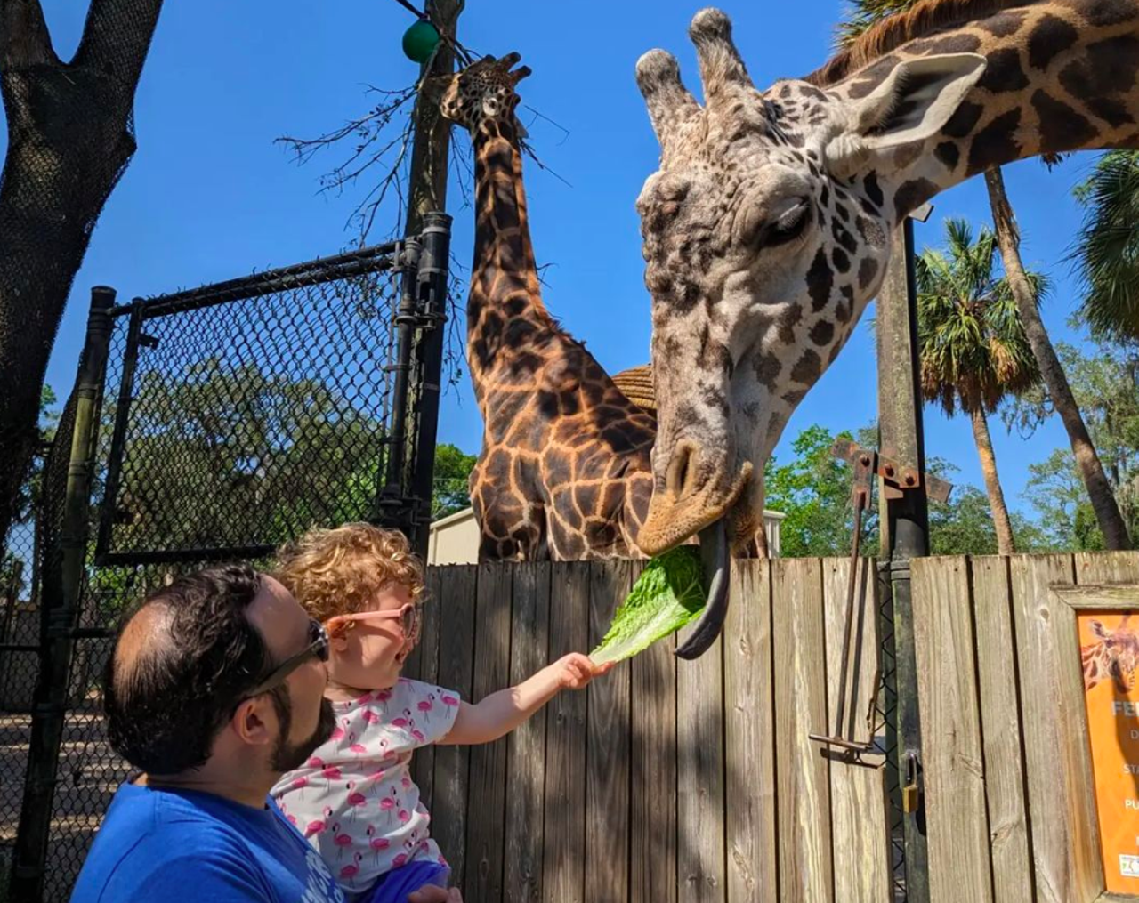 Central Florida Zoo Boo Bash
Weekends Oct. 14-29
The Central Florida Zoo is offering three weekends of wild Halloween fun onsite and alongside the animals. The not-so-spooky event invites kiddos of all ages to show up in costume to trick-or-treat and join in on some special Halloween activities. All Boo Bash activities and experiences are included with zoo admission.