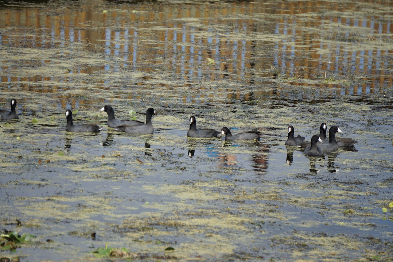 White-shielded American coots