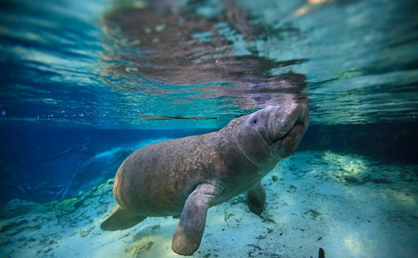 Federal judge refuses to toss lawsuit alleging Florida failed to prevent sewage dumps that led to manatee deaths