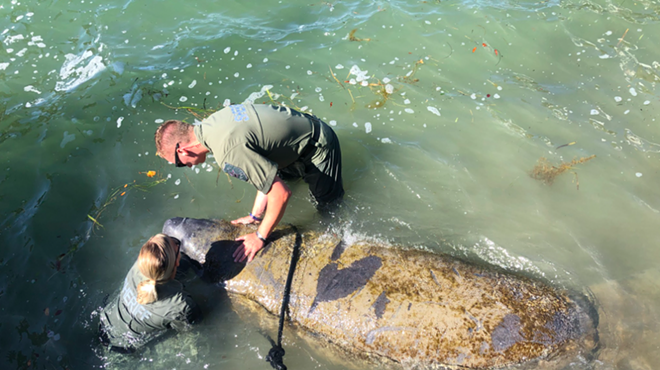 Florida deputies save an ‘exhausted’ manatee during red tide in Pinellas County
