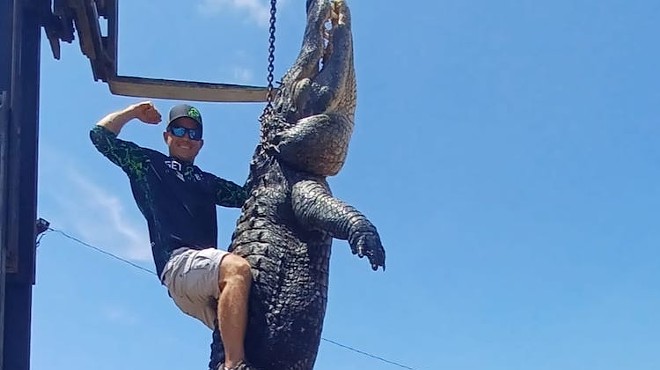 Hunters caught a 920-pound gator in an Orlando-area lake on Friday.