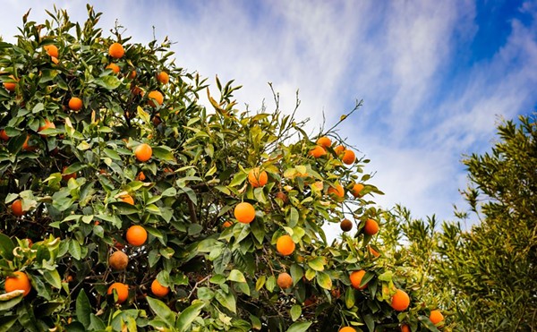 Florida land dedicated to growing citrus dropped by 17 percent over the last year