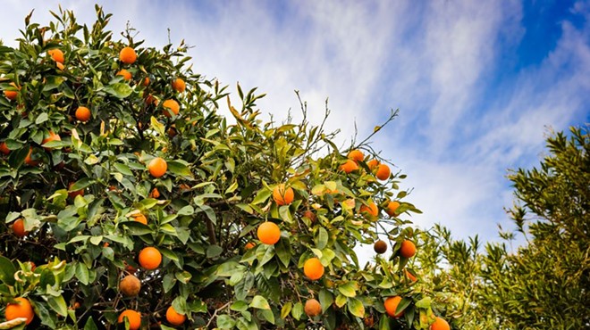 Florida land dedicated to growing citrus dropped by 17 percent over the last year