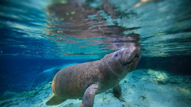 Florida manatee deaths decreased by nearly half in 2023