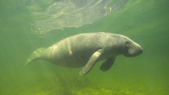 Florida passes record amount of yearly manatee deaths in first six months of 2021