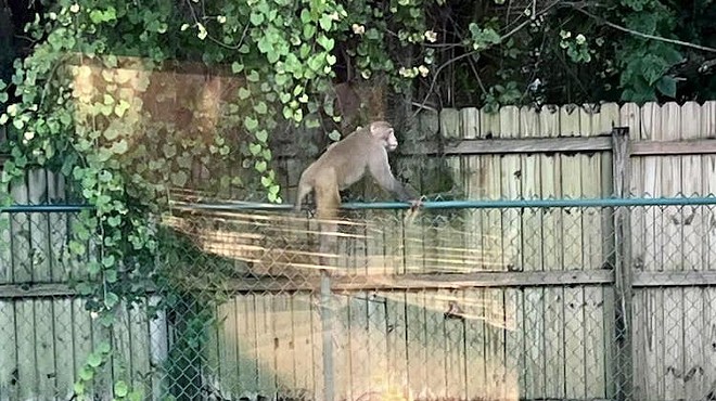 Monkey spotted near Orange City fast food restaurant this week