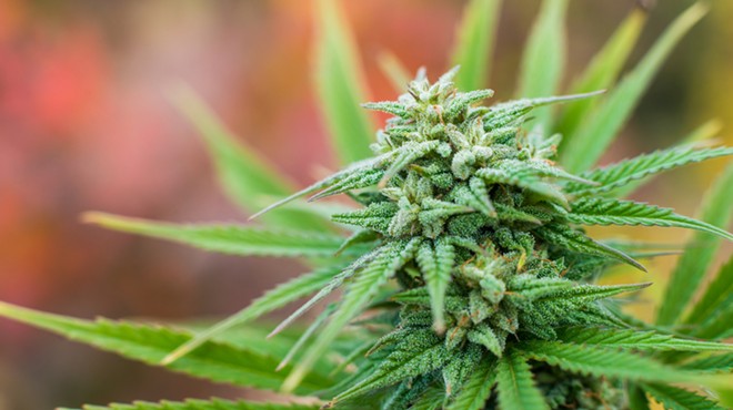 Florida Supreme Court to hear arguments on recreational marijuana initiative