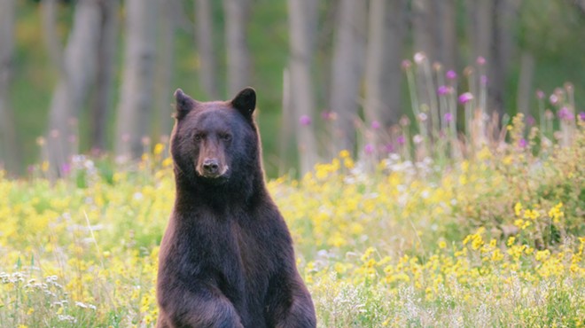 Florida won't hold a bear hunt this year, officials confirm