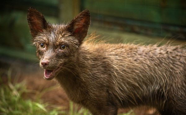 Gatorland welcomes its first-ever red fox family, saved from a fur farm
