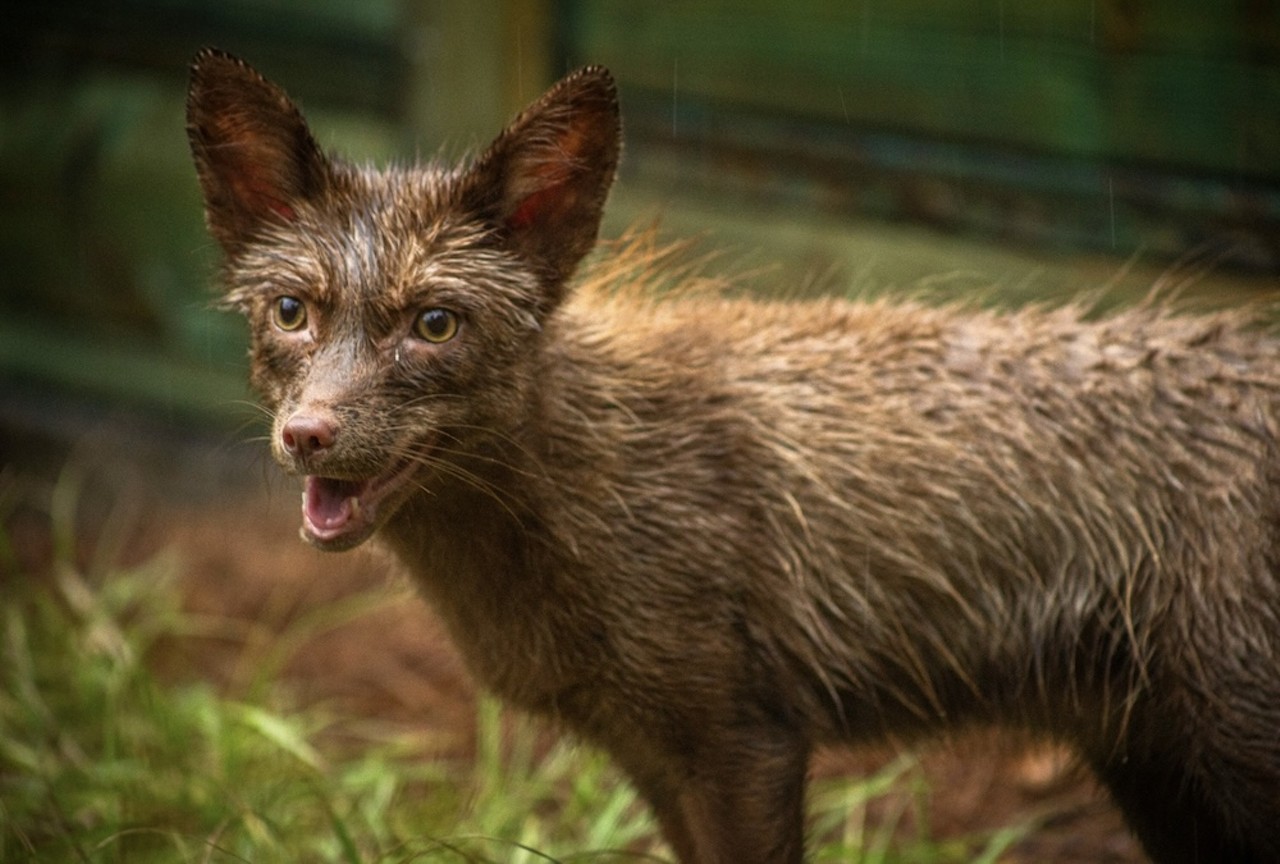 Gatorland welcomes its first-ever red fox family, saved from a fur farm