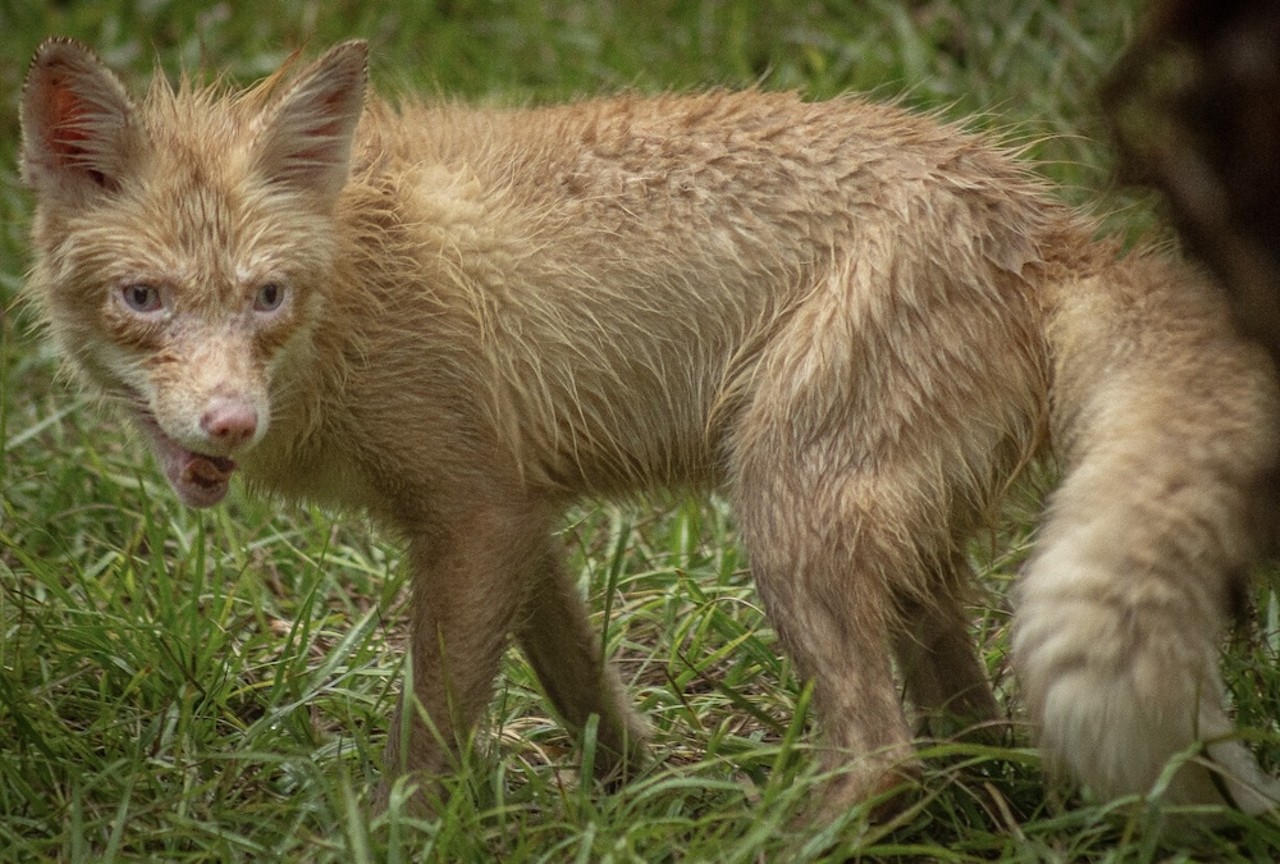 Gatorland welcomes its first-ever red fox family, saved from a fur farm