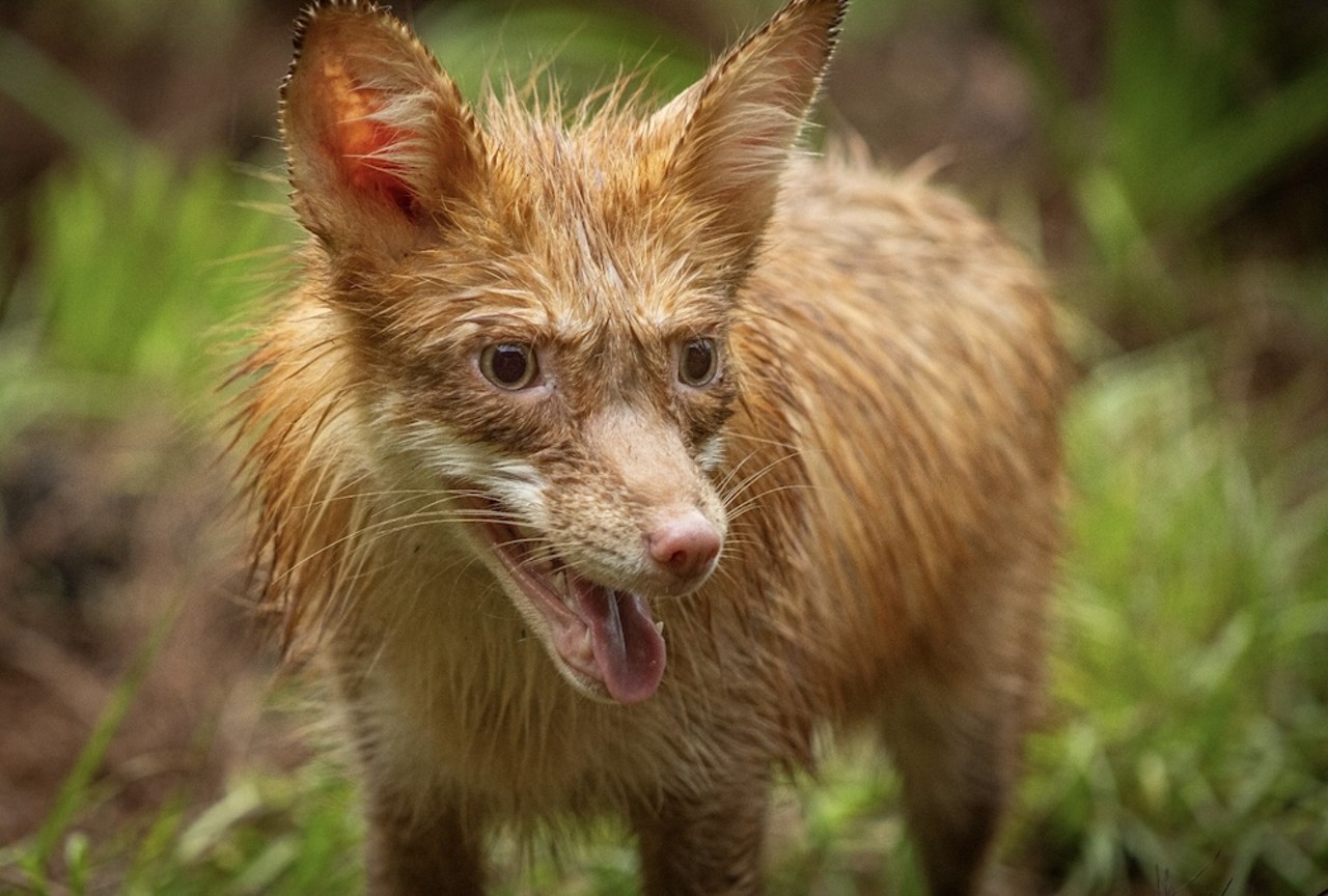 Gatorland welcomes its first-ever red fox family, saved from a fur farm