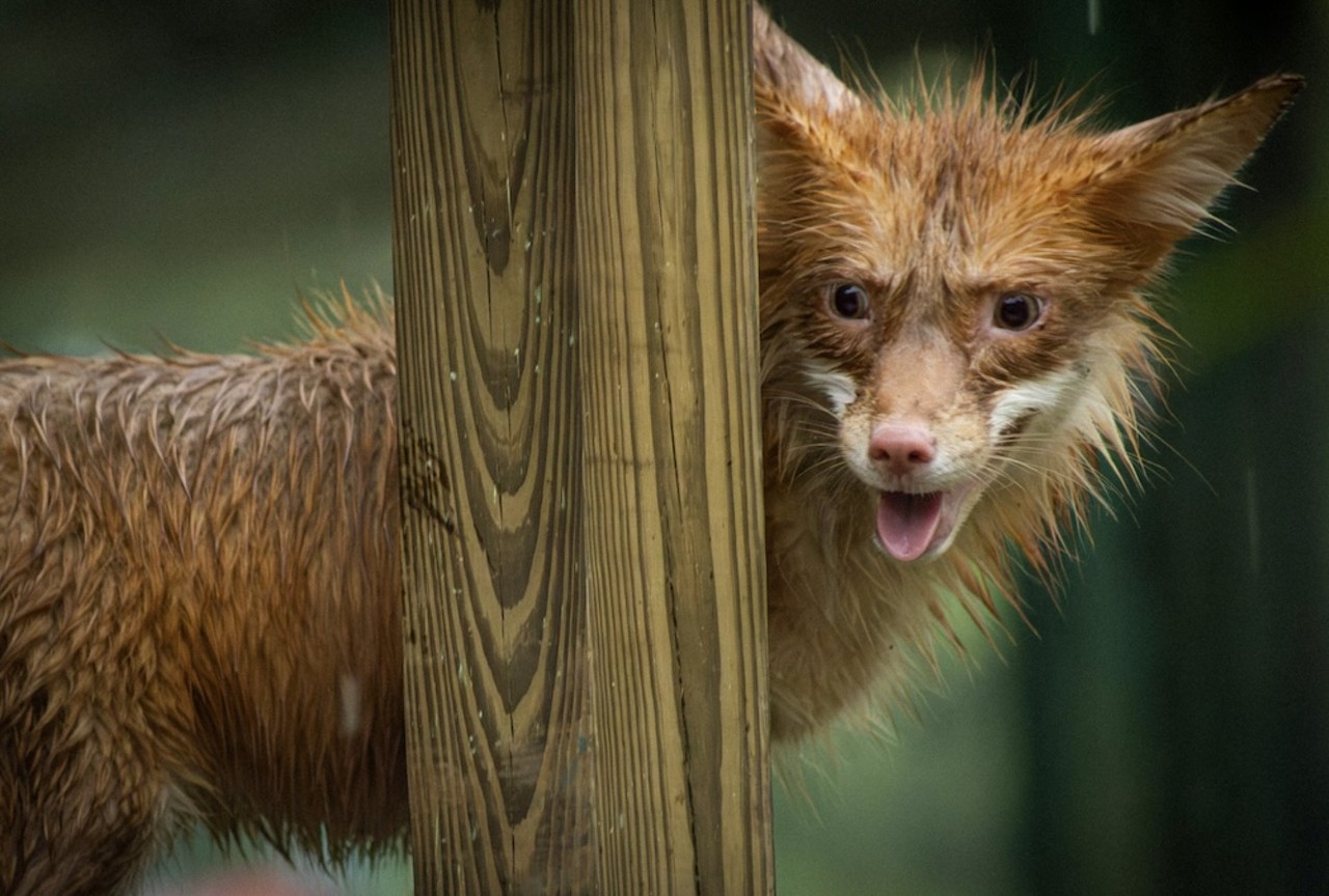 Gatorland welcomes its first-ever red fox family, saved from a fur farm