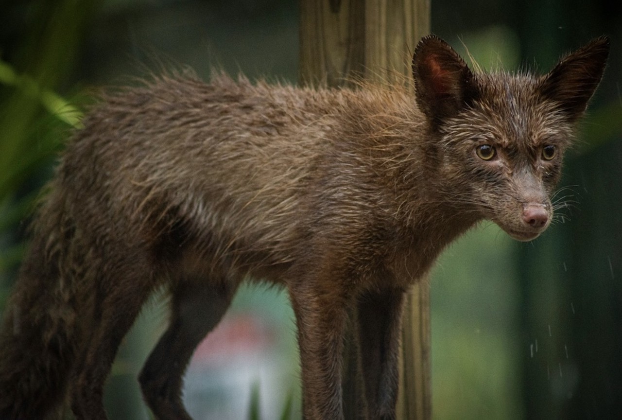 Gatorland welcomes its first-ever red fox family, saved from a fur farm