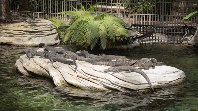 Some of the Wild Florida gators now seen at Gaylord Palms