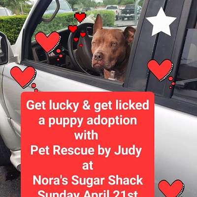 Get Lucky and Get Licked Puppy Adoption