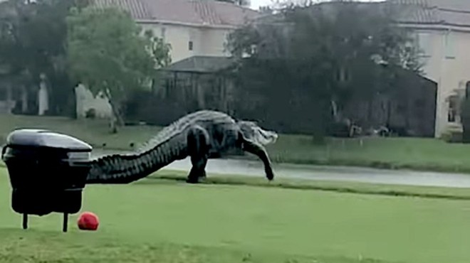 Gigantic alligator takes a leisurely tour around Florida golf course