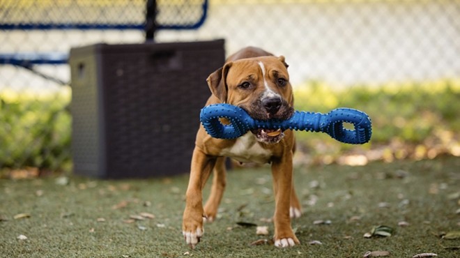 Gimme Shelter: Adoptable dog Diamond loves toys and being affectionate with her favorite people