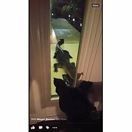 Good boy! Dog alerts Florida family to 7ft gator at front door