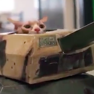 Happy Friday. Here is a short adventure film starring a cat driving a tank