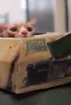 Happy Friday. Here is a short adventure film starring a cat driving a tank