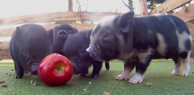 Happy Friday. Watch these adorable baby pigs eating an apple.