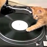 Happy Monday. Here are some kittens learning to be DJs.
