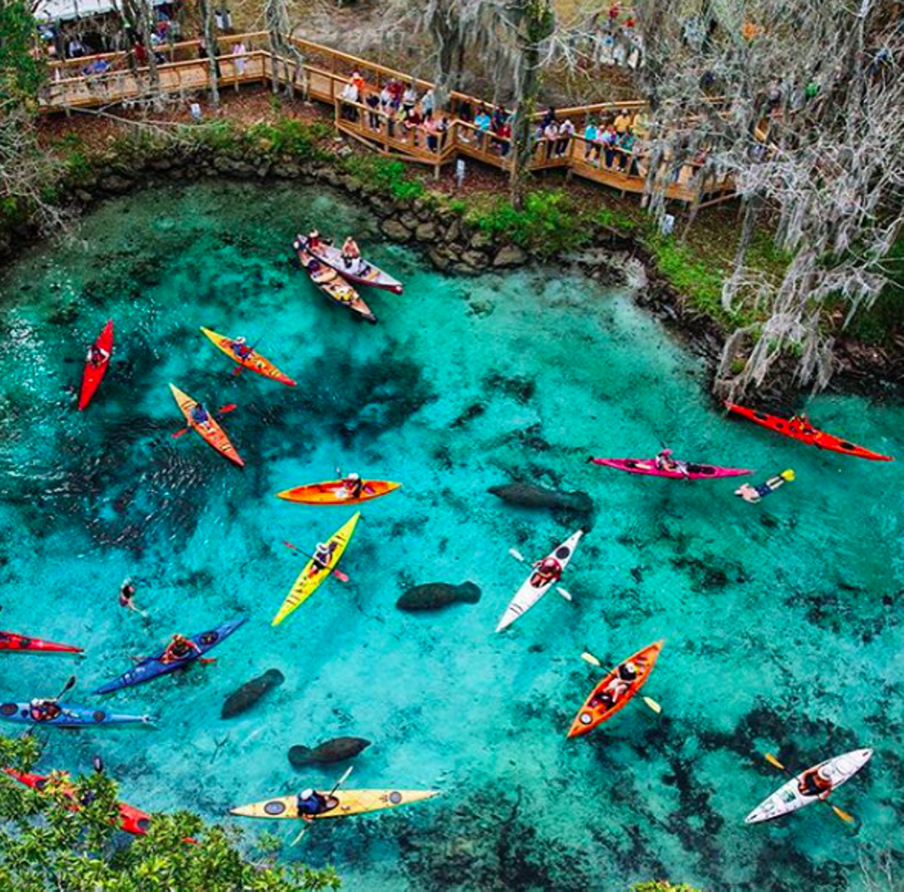 Three Sisters Spring at Crystal River
915 N Suncoast Blvd., Crystal River | 352-586-1170
A critical warm-water refuge for manatees, Three Sisters Spring offers boardwalk viewings of the manatees in their natural habitat. Scenic and boat tours are available from third-party providers.
Photo via natgeotravel/Instagram